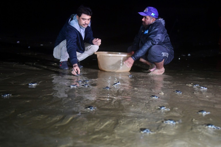 Baby turtles just a few hours old and only about two inches long are brought to the water's edge in buckets by volunteers and released one-by-one, swimming off into the night. PHOTO: AFP