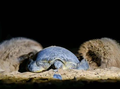 green turtles fight to survive against pakistan s urban sprawl