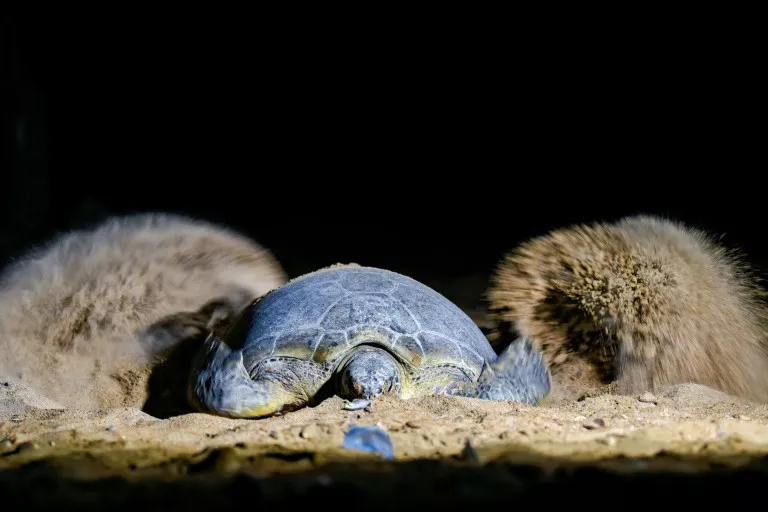 green turtles fight to survive against pakistan s urban sprawl green turtles fight to survive against pakistan s urban sprawl