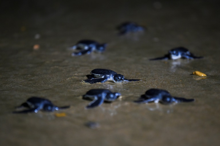 Newly-hatched green turtles crawl towards the Arabian Sea, after being released by marine conservationists on Sandspit beach in Karachi. PHOTO: AFP
