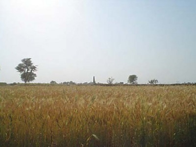 wheat cultivation urea prices shoot to rs1 200 per bag