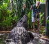 world s largest captive crocodile dies in australia world s largest captive crocodile dies in australia