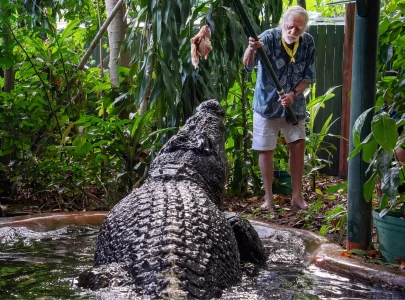 world s largest captive crocodile dies in australia world s largest captive crocodile dies in australia