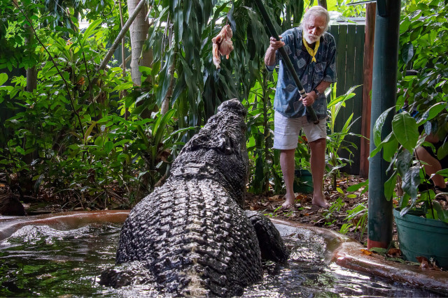 world s largest captive crocodile dies in australia world s largest captive crocodile dies in australia