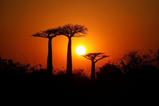 scientists count the world s tree species