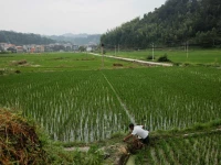 a farmer tends to his rice field in the village of yangchao in liping county guizhou province china june 11 2021 picture taken june 11 2021 reuters