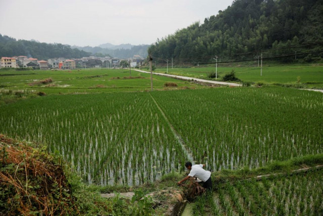 a farmer tends to his rice field in the village of yangchao in liping county guizhou province china june 11 2021 picture taken june 11 2021 reuters a farmer tends to his rice field in the village of yangchao in liping county guizhou province china june 11 2021 picture taken june 11 2021 reuters