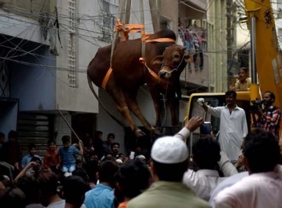 bakra eid in karachi urban amusement and masculine anxieties