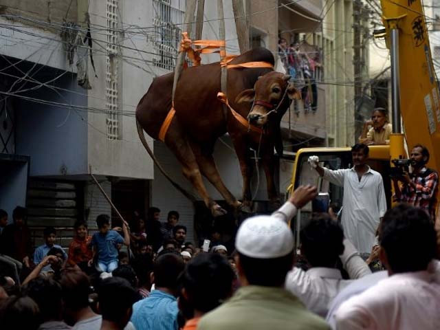 a bull is lowered by crane from the roof of a building in preparation for eid ul adha in karachi photo afp