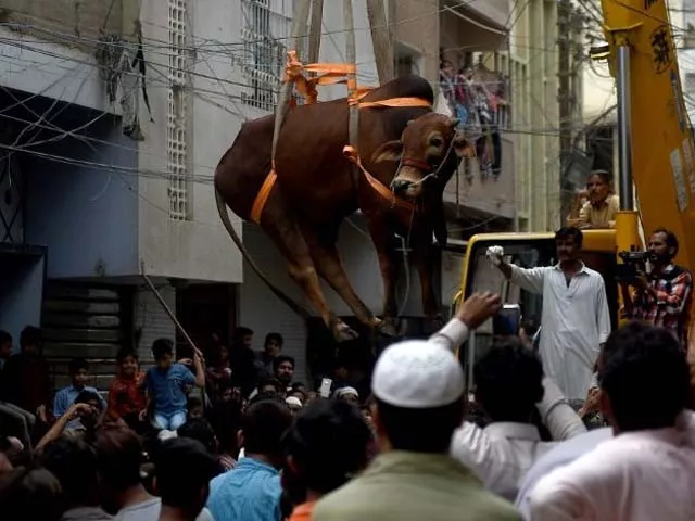 a bull is lowered by crane from the roof of a building in preparation for eid ul adha in karachi photo afp a bull is lowered by crane from the roof of a building in preparation for eid ul adha in karachi photo afp