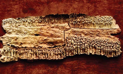 hajoom opens at rohtas 2