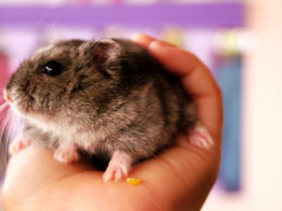france failing when it comes to hamsters eu court
