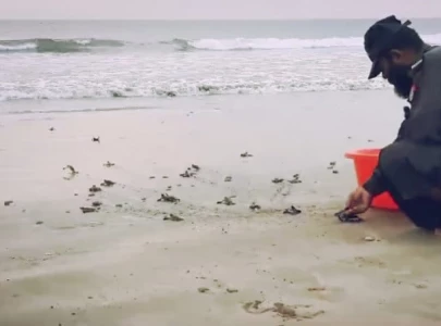 turtle hatchlings make perilous journey from sandy nest to sea
