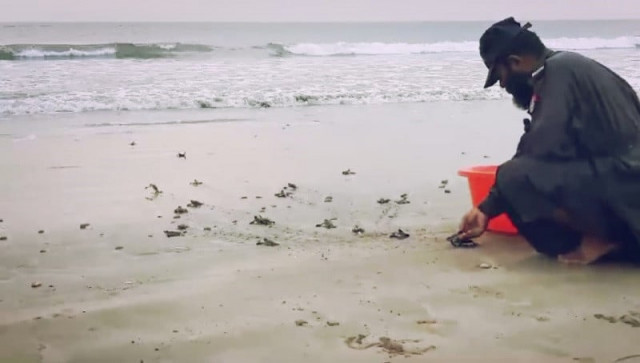 turtle hatchlings make perilous journey from sandy nest to sea