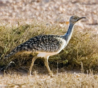 bowing to arab pressure nature pays the price of politics bowing to arab pressure nature pays the price of politics