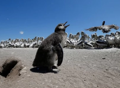 chile s humboldt penguins may be on brink of extinction as population sharply declines chile s humboldt penguins may be on brink of extinction as population sharply declines