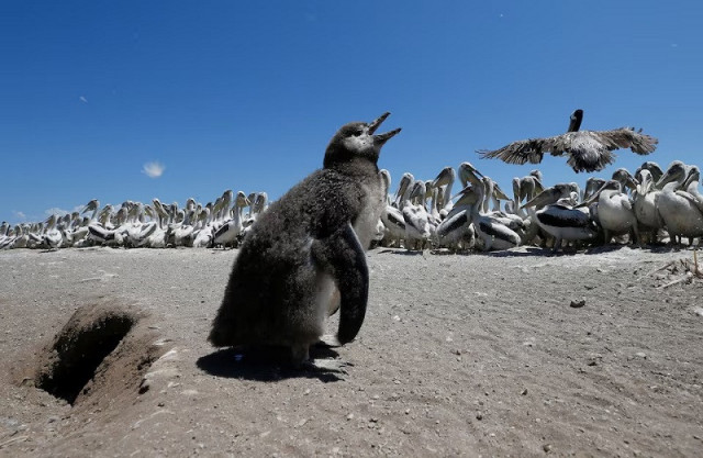 an endangered humboldt penguin cub is seen next to pelicans on cachagua island in zapallar chile february 8 2021 photo reuters an endangered humboldt penguin cub is seen next to pelicans on cachagua island in zapallar chile february 8 2021 photo reuters