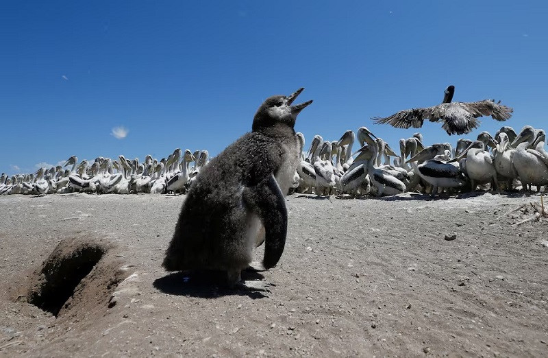 an endangered humboldt penguin cub is seen next to pelicans on cachagua island in zapallar chile february 8 2021 photo reuters