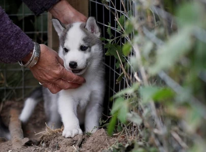 courier service rider steals rare husky pup courier service rider steals rare husky pup
