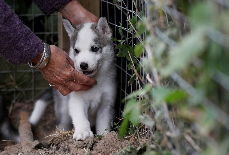 a husky puppy photo reuters