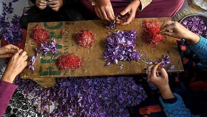 in iiojk dry conditions blamed on climate change have seen yields of saffron halved in the last two decades photo afp