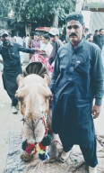 camel herders of akhtar kot