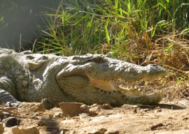 the crocodiles make a comeback