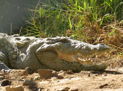 the crocodiles make a comeback