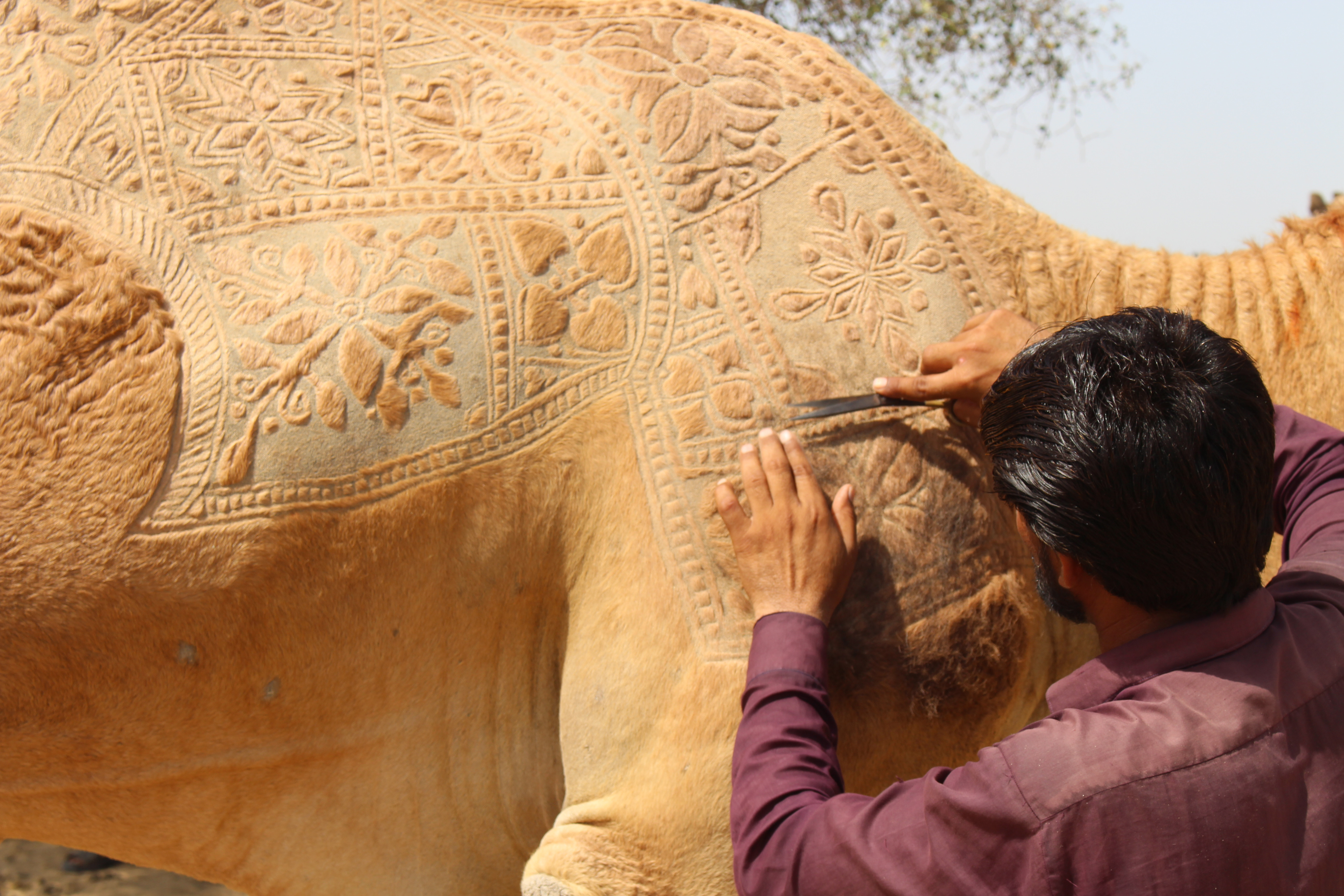 The Michelangelo of camel fur - Vimarsana News