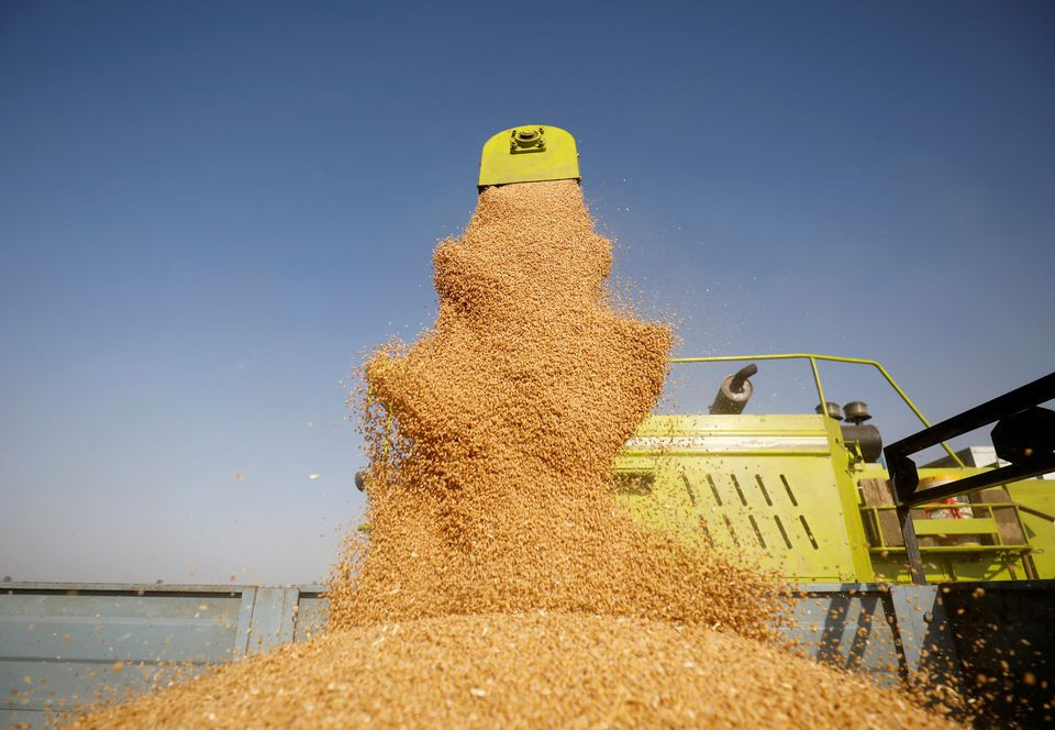 a combine deposits harvested wheat in a tractor trolley at a field on the outskirts of ahmedabad india march 16 2022 reuters