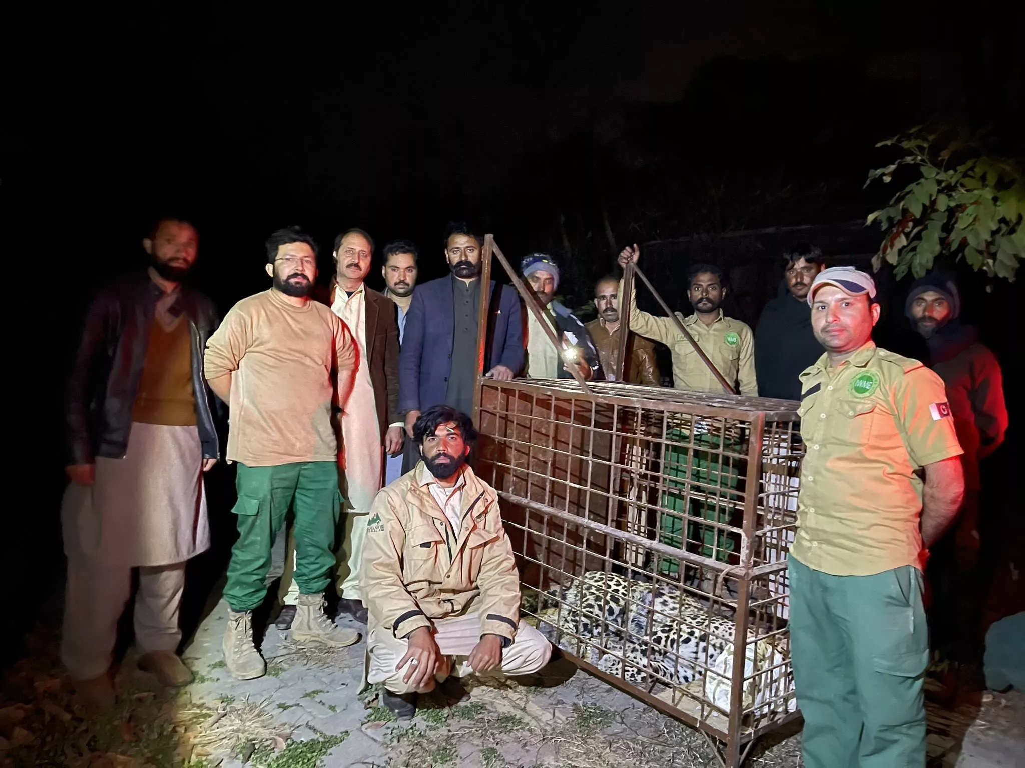 male leopard captured from dha was sedated and brought safely to iwmb s rescue and rehab centre on feb 16 2023 photo twitter rinasaeed male leopard captured from dha was sedated and brought safely to iwmb s rescue and rehab centre on feb 16 2023 photo twitter rinasaeed