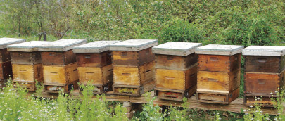 beauty the brush beauty the brush