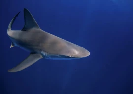 shark attacks reported in florida and texas three injured