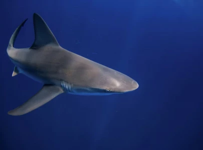 shark attacks reported in florida and texas three injured shark attacks reported in florida and texas three injured