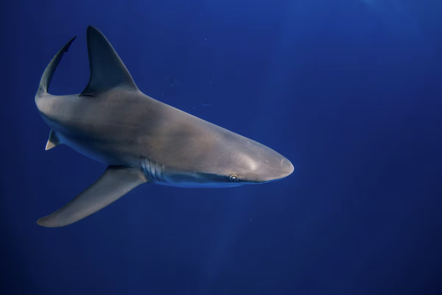 a shark swims through through the water during an outing with scuba company emerald charters off jupiter inlet florida us photo reuters