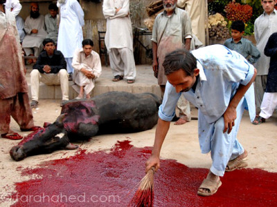 please don t kill my goat