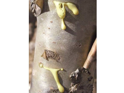 looming ecological threat sindh s guggal tree on the brink of extinction looming ecological threat sindh s guggal tree on the brink of extinction