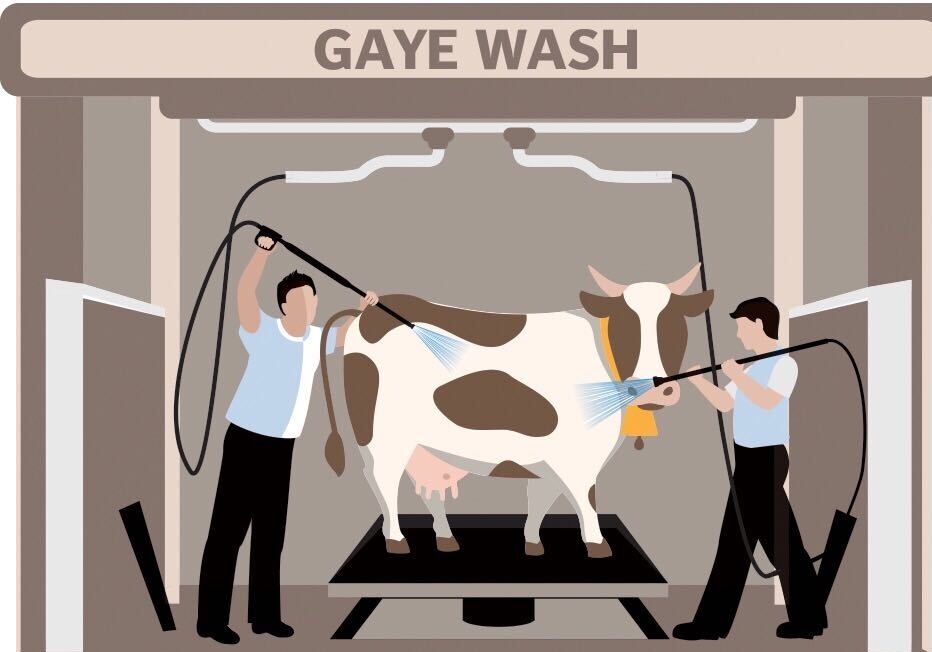 cow wash photo express