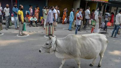 no bull india claims cow dung chip protects against radiation no bull india claims cow dung chip protects against radiation