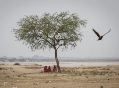 citizens exhausted due to absence of awnings trees citizens exhausted due to absence of awnings trees
