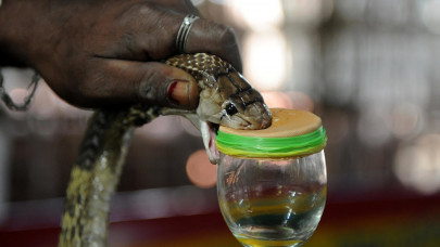after malaria and covid british man survives cobra bite in india after malaria and covid british man survives cobra bite in india
