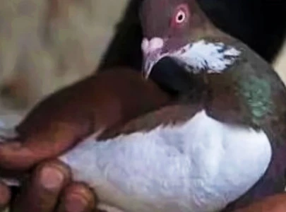 india lodges fir against pakistani spy pigeon