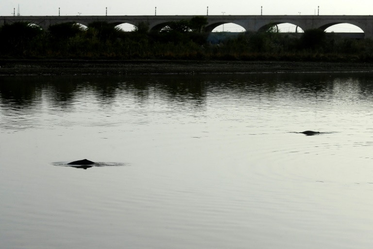 Indus River dolphins once swam from the Himalayas to the Arabian sea. PHOTO: AFP