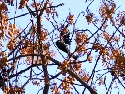 watch peshawar man rescues injured crow hanging from tall tree watch peshawar man rescues injured crow hanging from tall tree