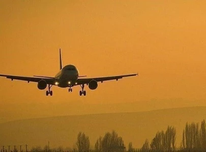 rise in number of birds threatens aircraft safety