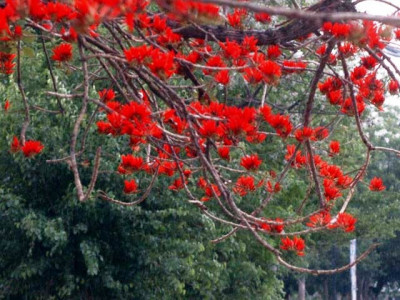 the capital vulture the merits of being out of love in islamabad the capital vulture the merits of being out of love in islamabad