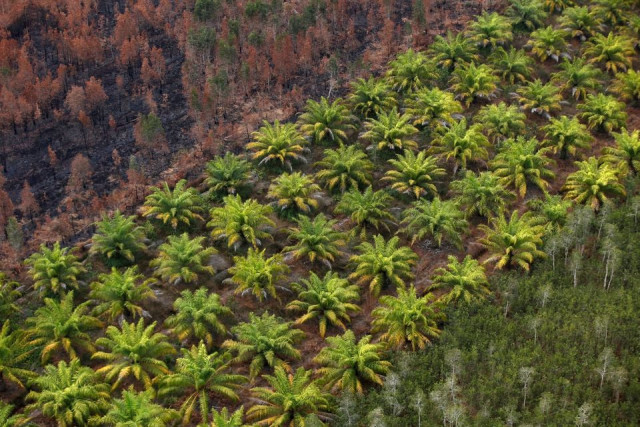 a palm oil plantation is pictured next to a burnt forest near banjarmasin in south kalimantan province indonesia september 29 2019 reuters a palm oil plantation is pictured next to a burnt forest near banjarmasin in south kalimantan province indonesia september 29 2019 reuters