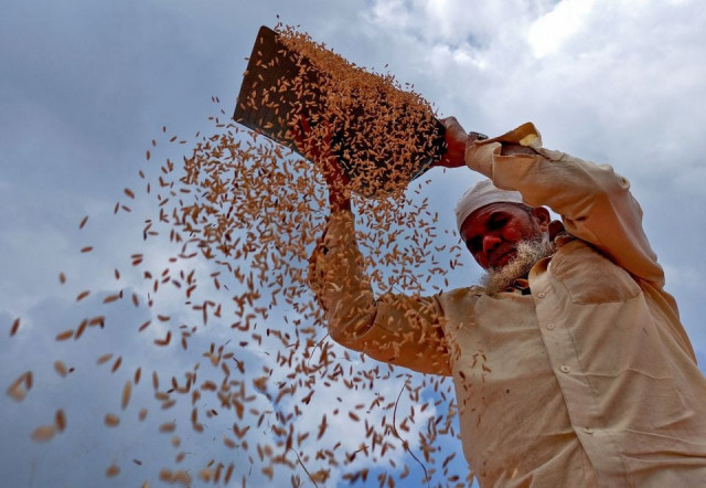 students to give wheat farmers helping hand students to give wheat farmers helping hand