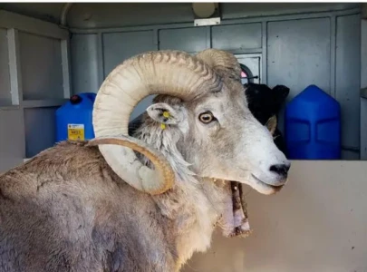 montana man sentenced to six months in prison for illegally cloning sheep