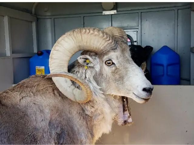 montana man sentenced to six months in prison for illegally cloning sheep